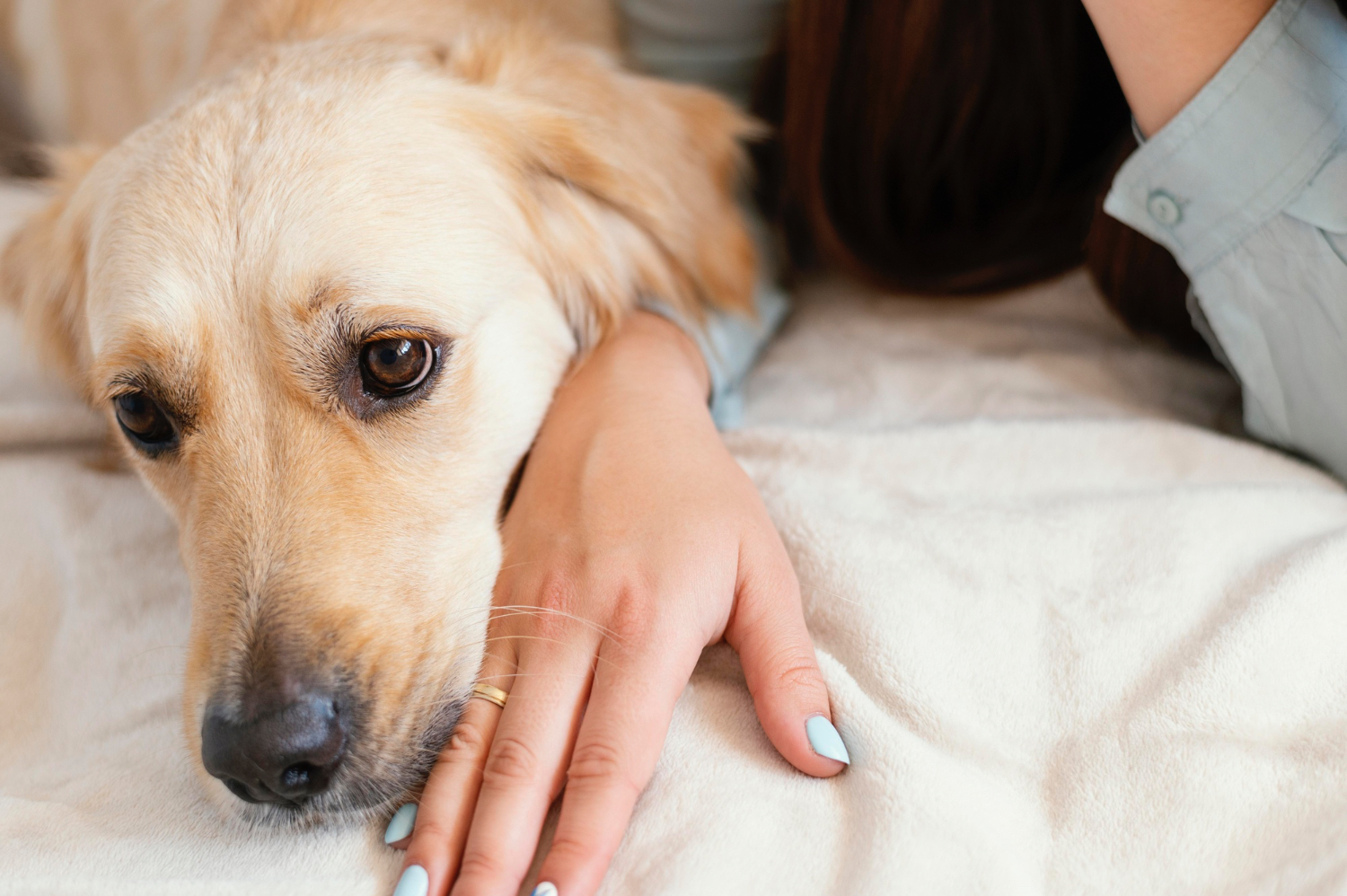 A small dog resting gently in a person's cupped hands, calm and trusting